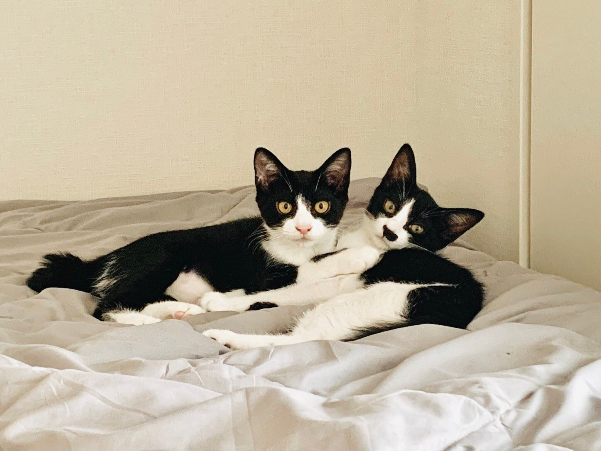 2匹が飼い主さん宅にやって来た日