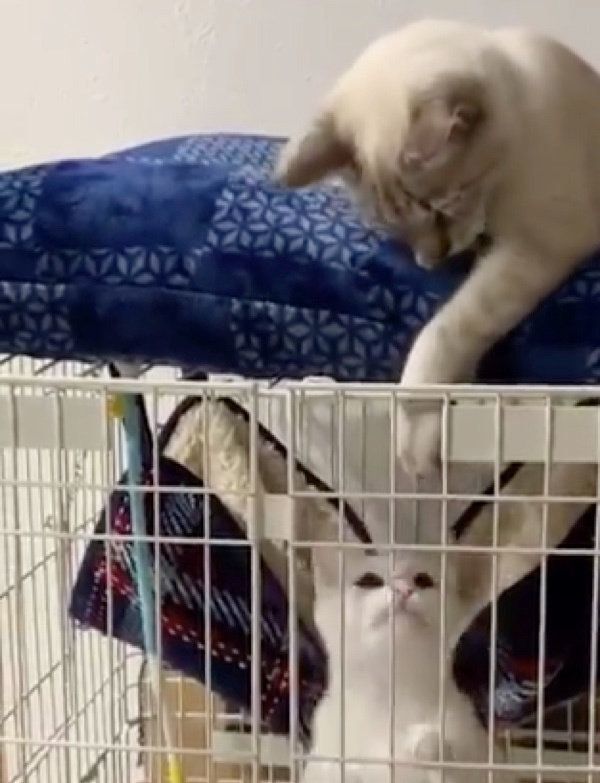 ケージを挟んで遊ぶ9ちゃんとシャムちゃん