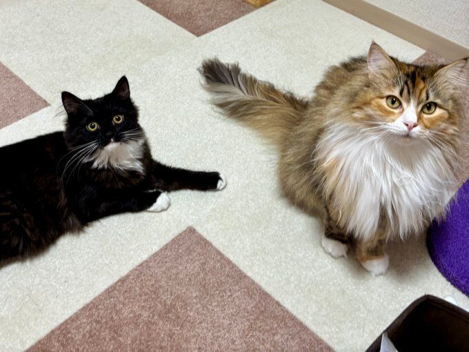 飼い主を見上げる2匹のサイべリアン