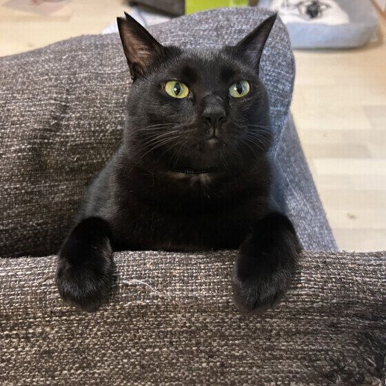 背もたれに手をのせる黒猫