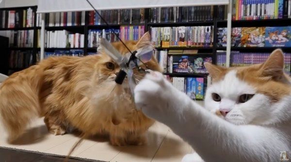 ねこじゃらしで遊ぶマンチカン