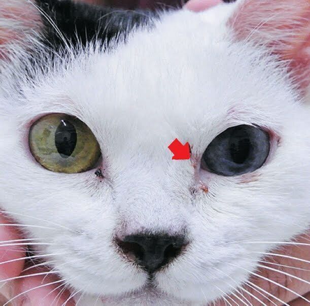 目やに、涙が出ている猫