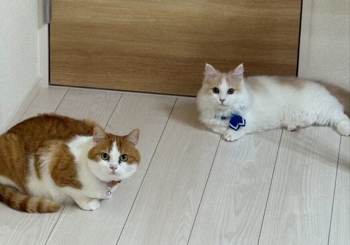 床でくつろぐ2匹のマンチカン