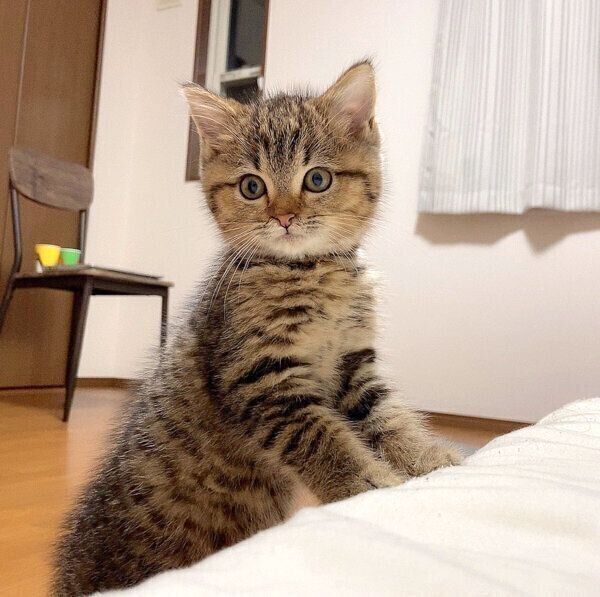 見つめるどんぐりくん