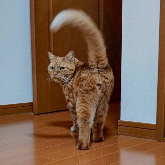 アメリカンショートヘアの龍太くん