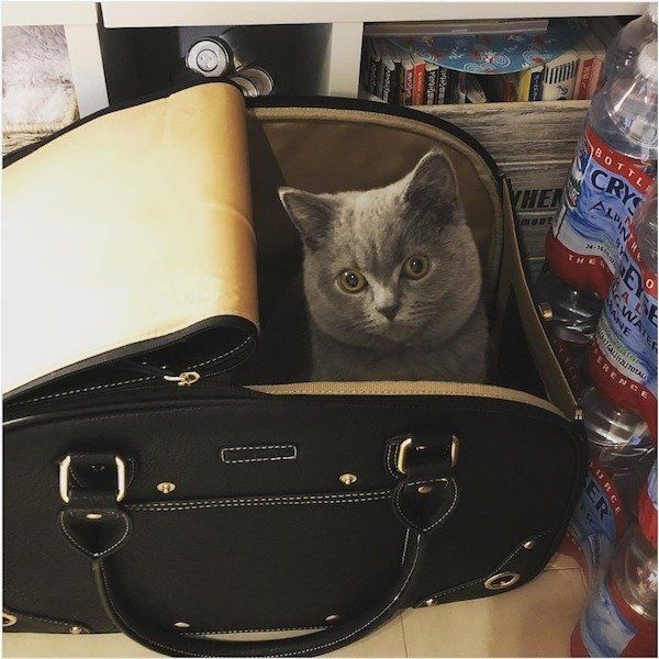 カバンに入るブリティッシュショートヘア