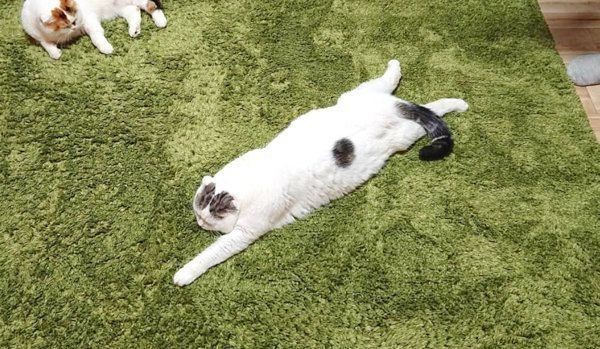 ぐでっと伸びるライくん