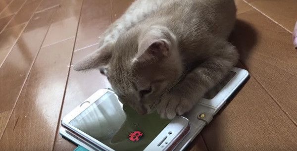 スマホで遊ぶ子猫