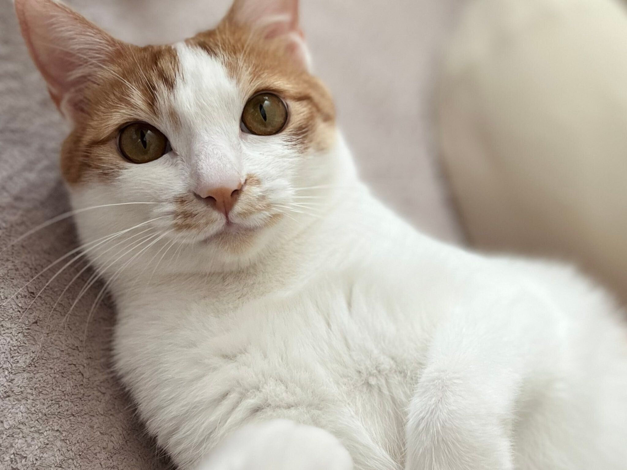 おさかなくんのアップ写真　穏やかな表情に癒やされる