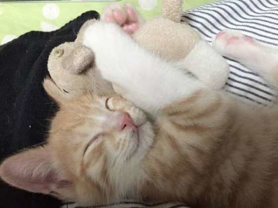 ぬいぐるみをギュッとする子猫