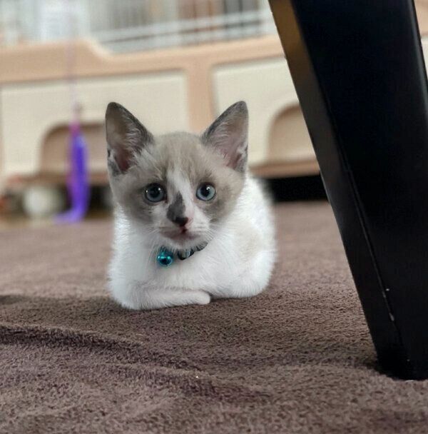 見つめるロコくん