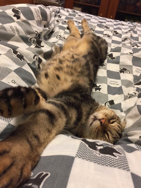 のびをするアメリカンショートヘア