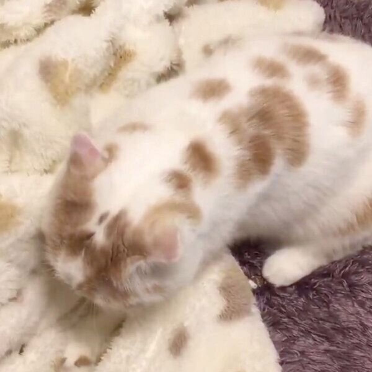 完全に擬態だ パーカーと同化した猫が 可愛すぎの極み に ねこのきもちweb Magazine 完全に擬態だ パーカーと同化した猫が 可愛すぎの極み に ねこのきもちweb Magazine