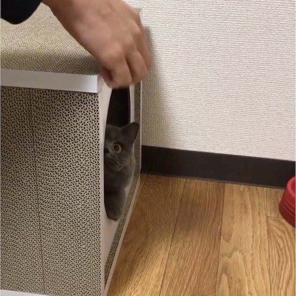 おうちが襲撃されるブリティッシュショートヘアー