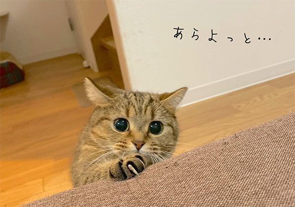 爪を見せるきなこちゃん