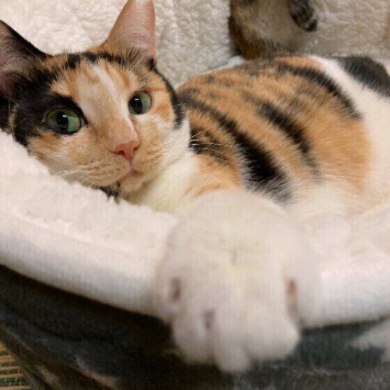 ミケ猫のミーテちゃん