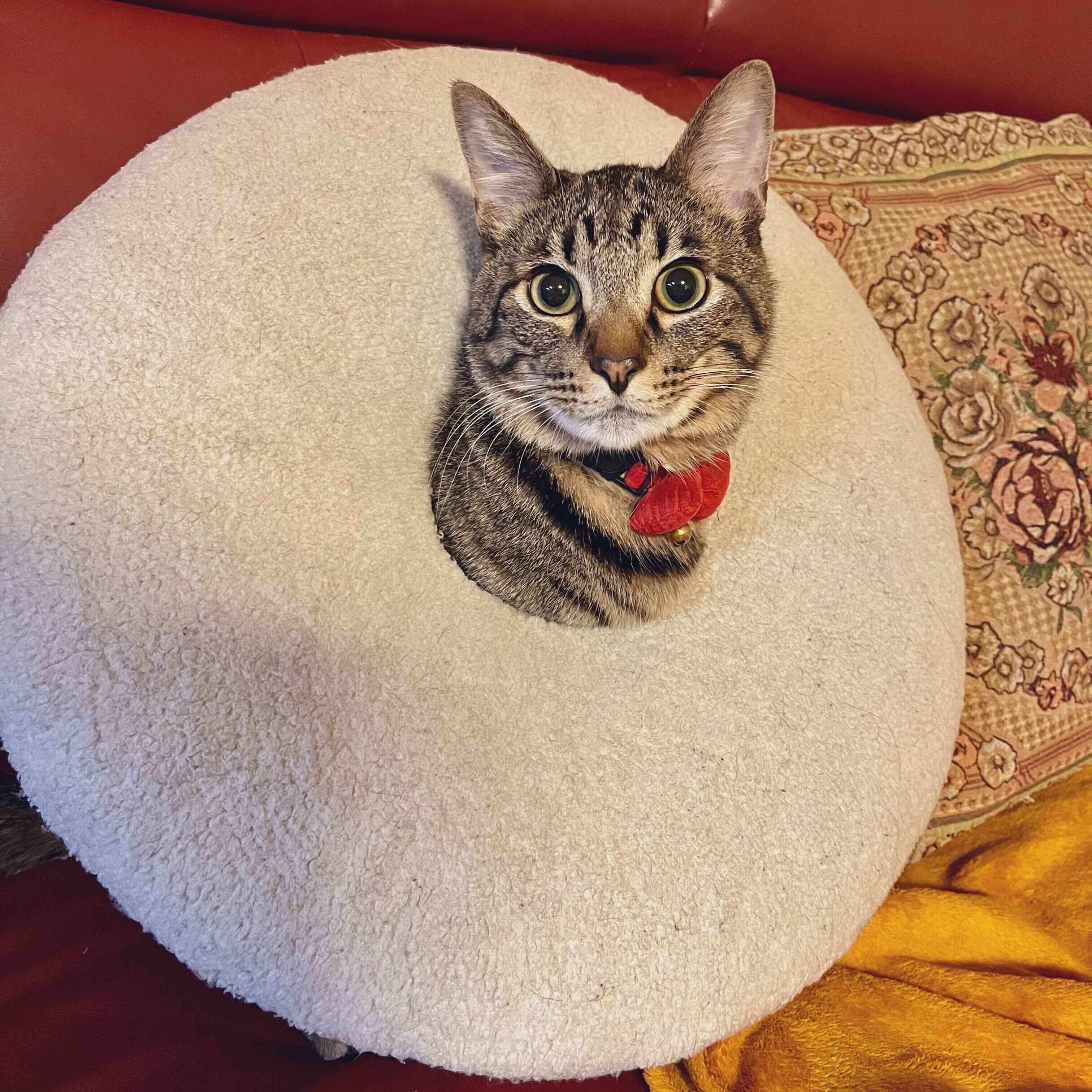 大きくなったぜんくんの様子