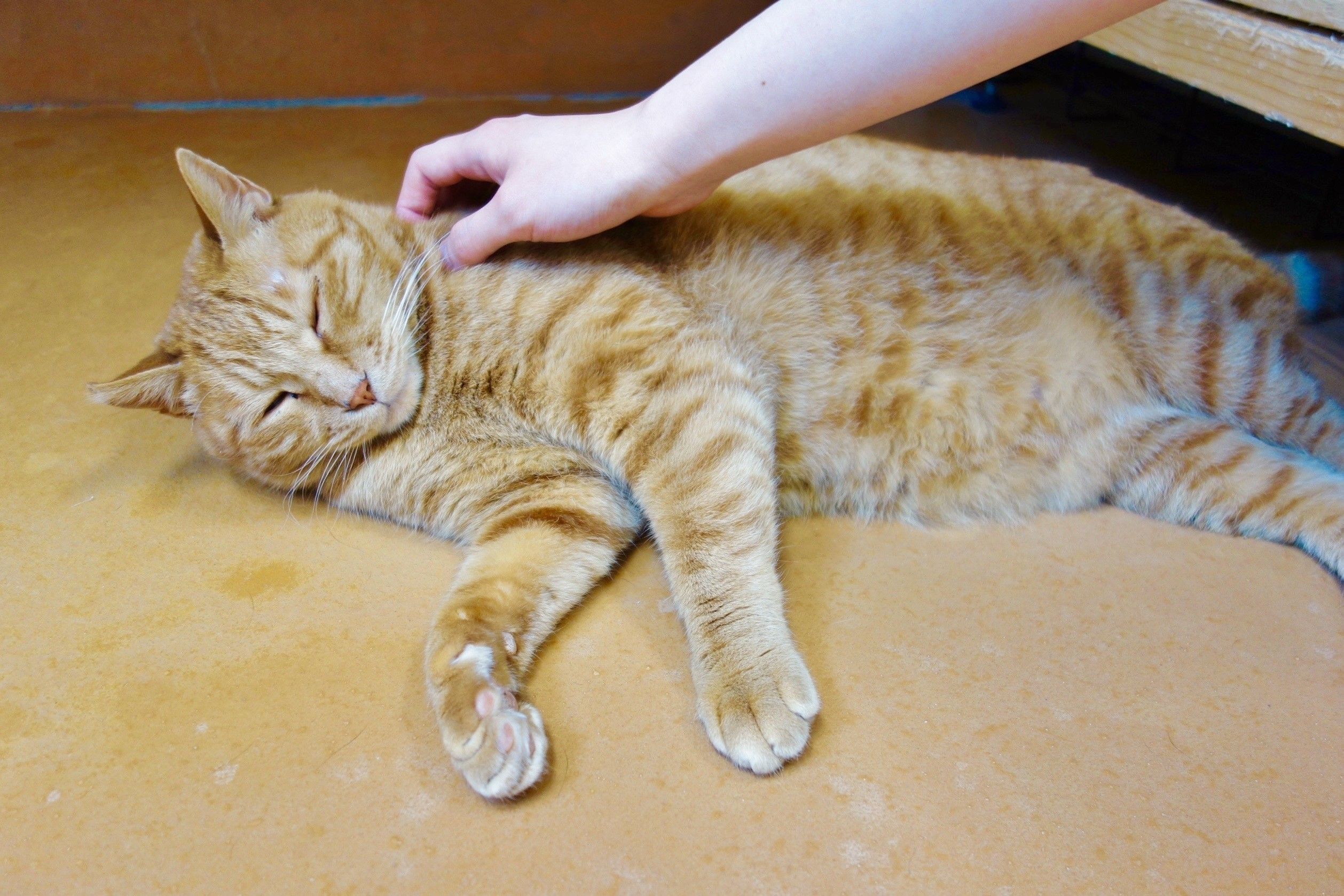 画像／北海道海鳥センター