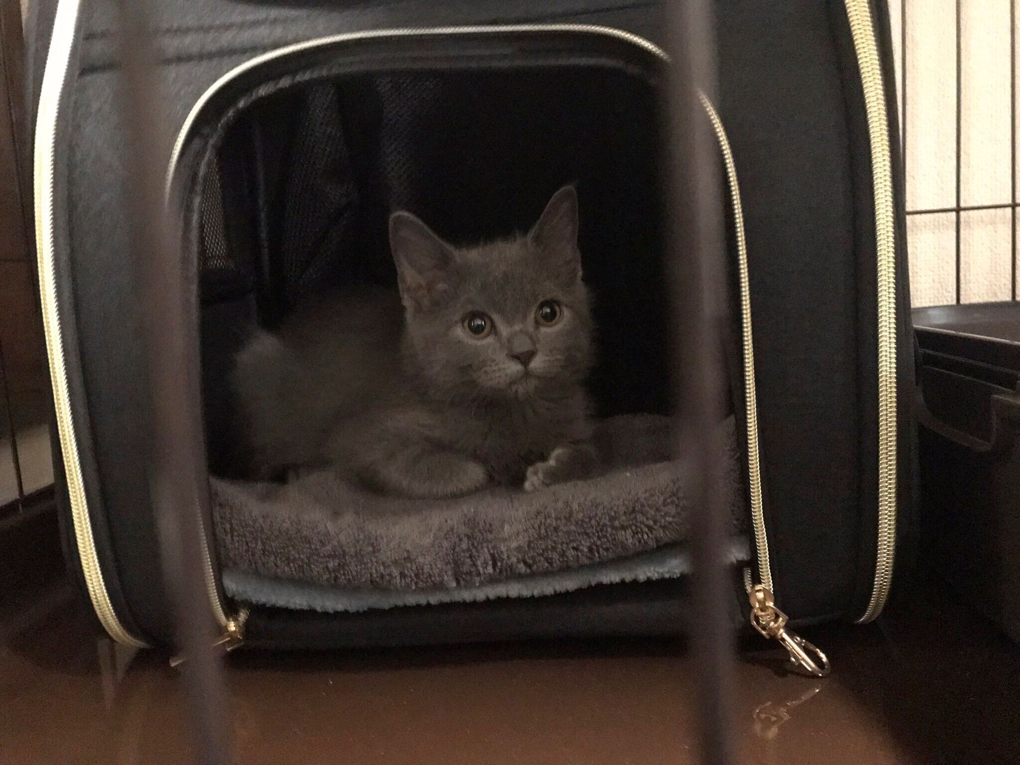 「ロシアンブルーに間違われるほど小柄だった」という子猫時代のグリちゃん