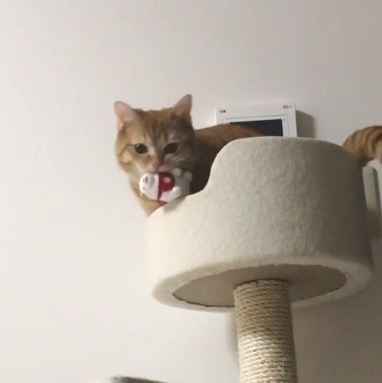 キャットタワーの上にいるマンチカン