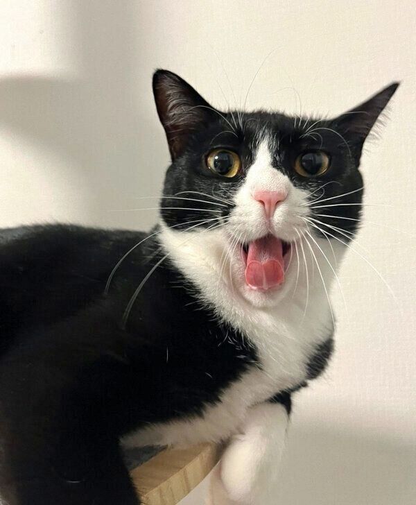 あくびをするぽんずちゃん