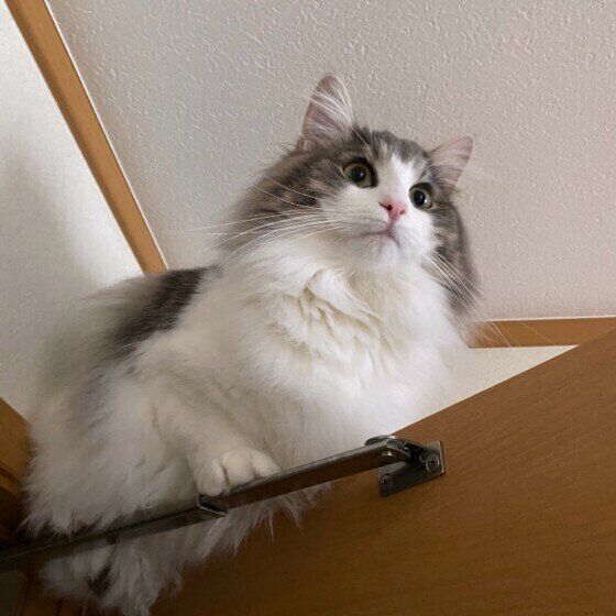 ノルウェージアンフォレストキャットのルークくん♪