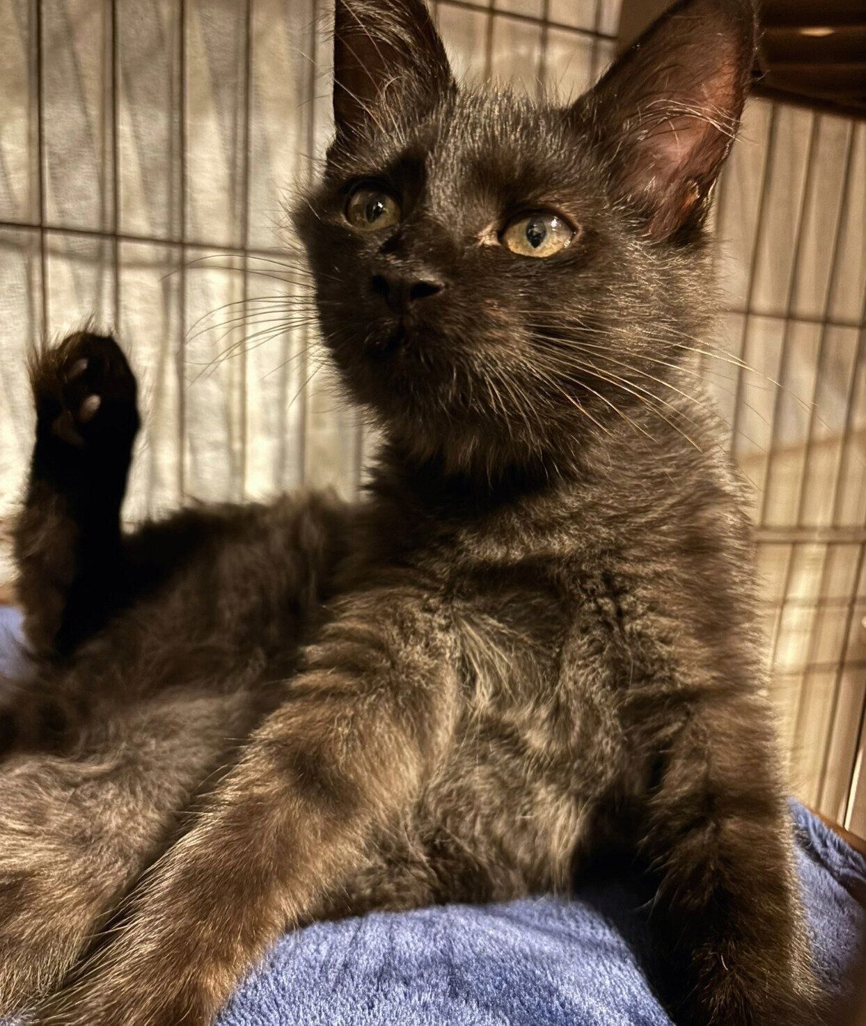 お迎えしたばかりのころのヨルちゃん