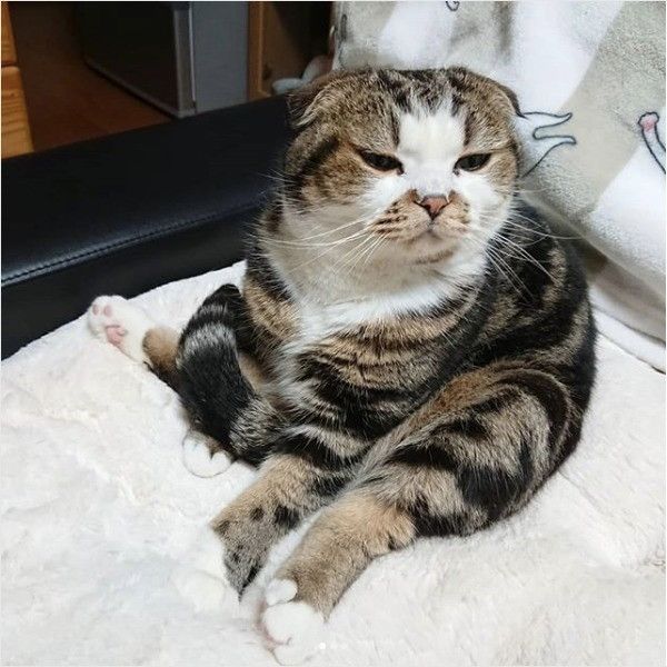 へんな座り方ニャンズ