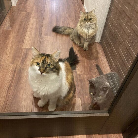 ３匹そろって出迎えるむぎちゃんたち