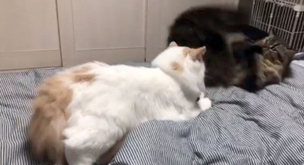 プロレスをするラガマフィンとスコティッシュフォールド