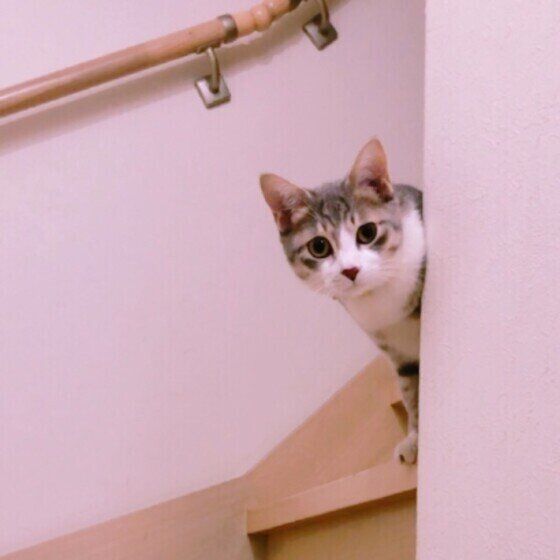 MIXのカイトくん