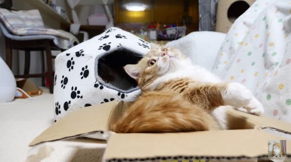 じゃらしに夢中な猫