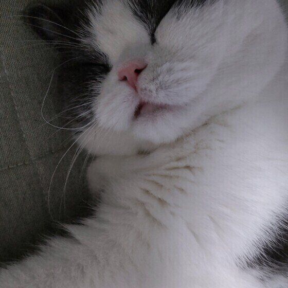 ブリティッシュショートヘアのマロくん