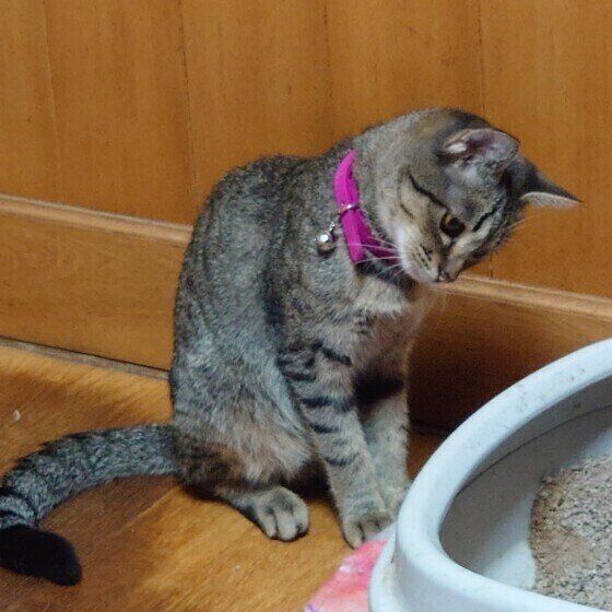 トイレをしたあとの猫