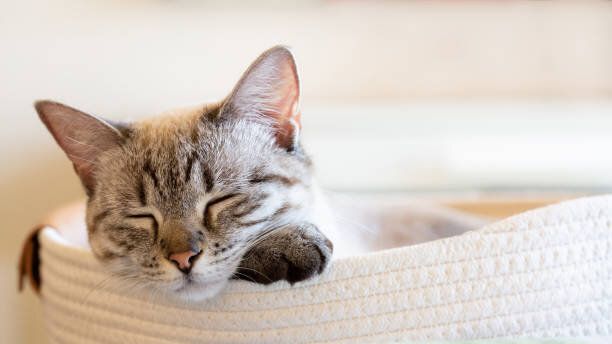 リラックスした猫