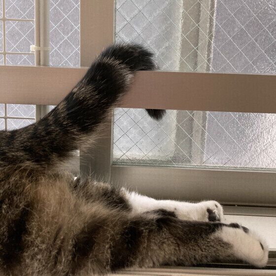 スコティッシュフォールドのみるくちゃん