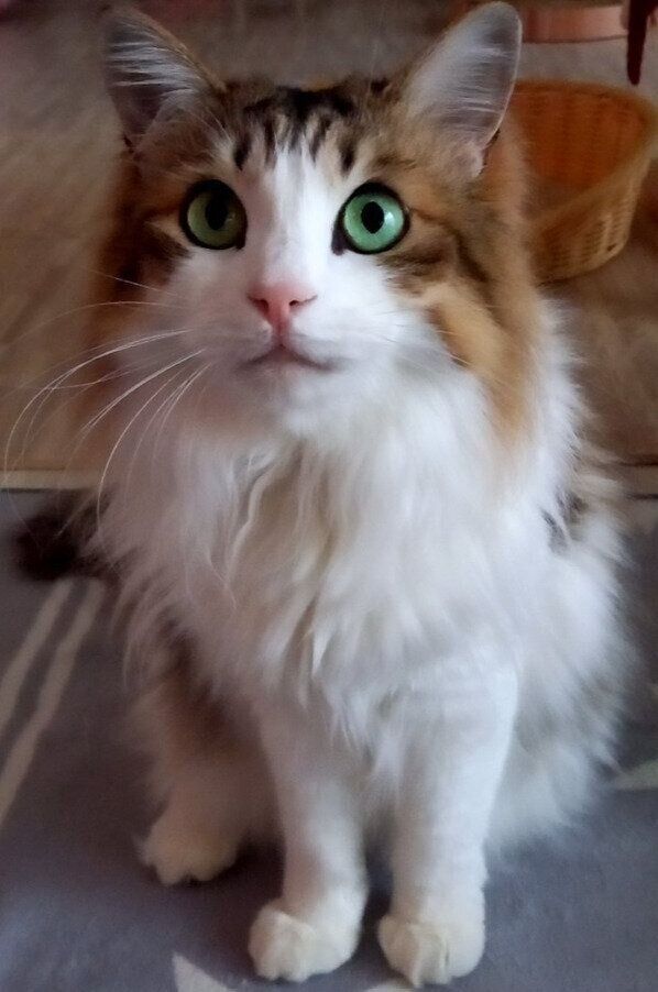 飼い主を見る9才の猫