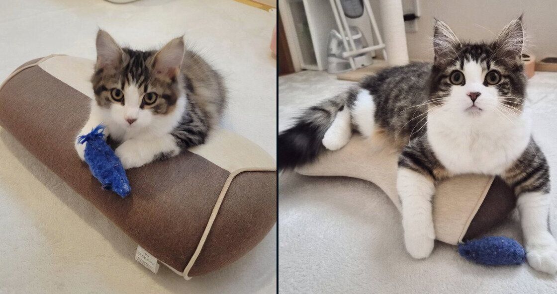 ノエルくんの成長ビフォーアフター