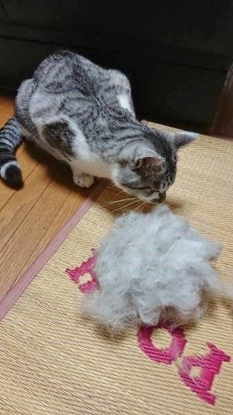 どうしてる 猫の抜け毛 猫も飼い主さんも楽しめる抜け毛の再利用法 ねこのきもちweb Magazine