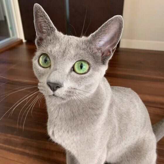 座っているロシアンブルーのミーシャちゃん