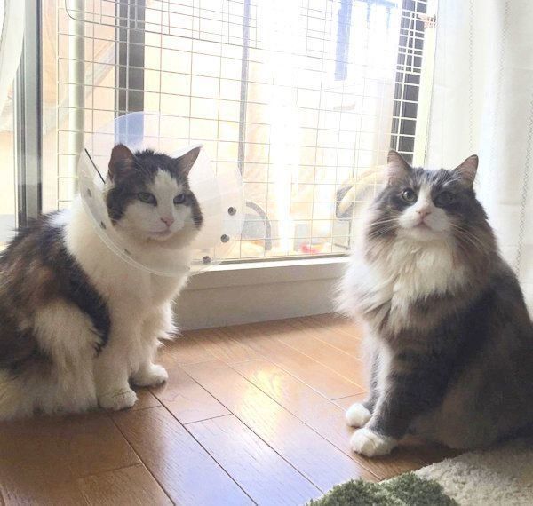 仲よしなノルウェージャンフォレストキャット