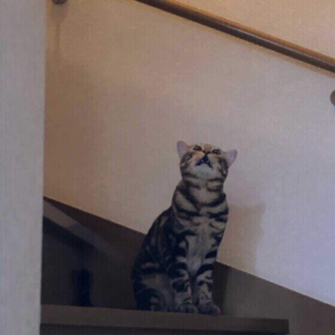 獣医師監修 お世話から困りごとの対策まで 子猫が鳴く理由 ねこのきもちweb Magazine 獣医師監修 お世話から困りごとの対策まで 子猫が鳴く理由 ねこのきもちweb Magazine