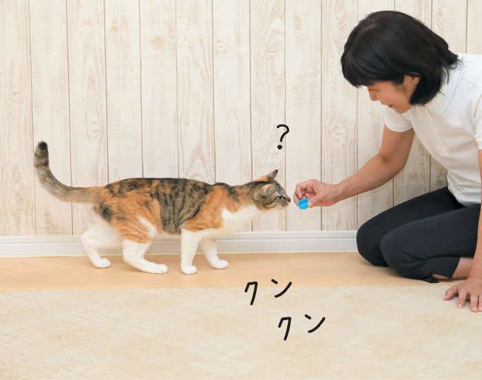 2018年9月号「ねこのきもち」