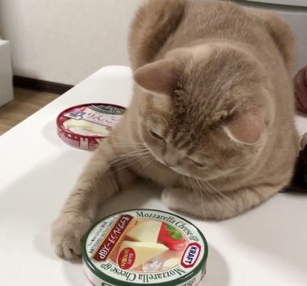 チーズが食べたい猫