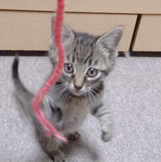 おもちゃで遊ぶ猫