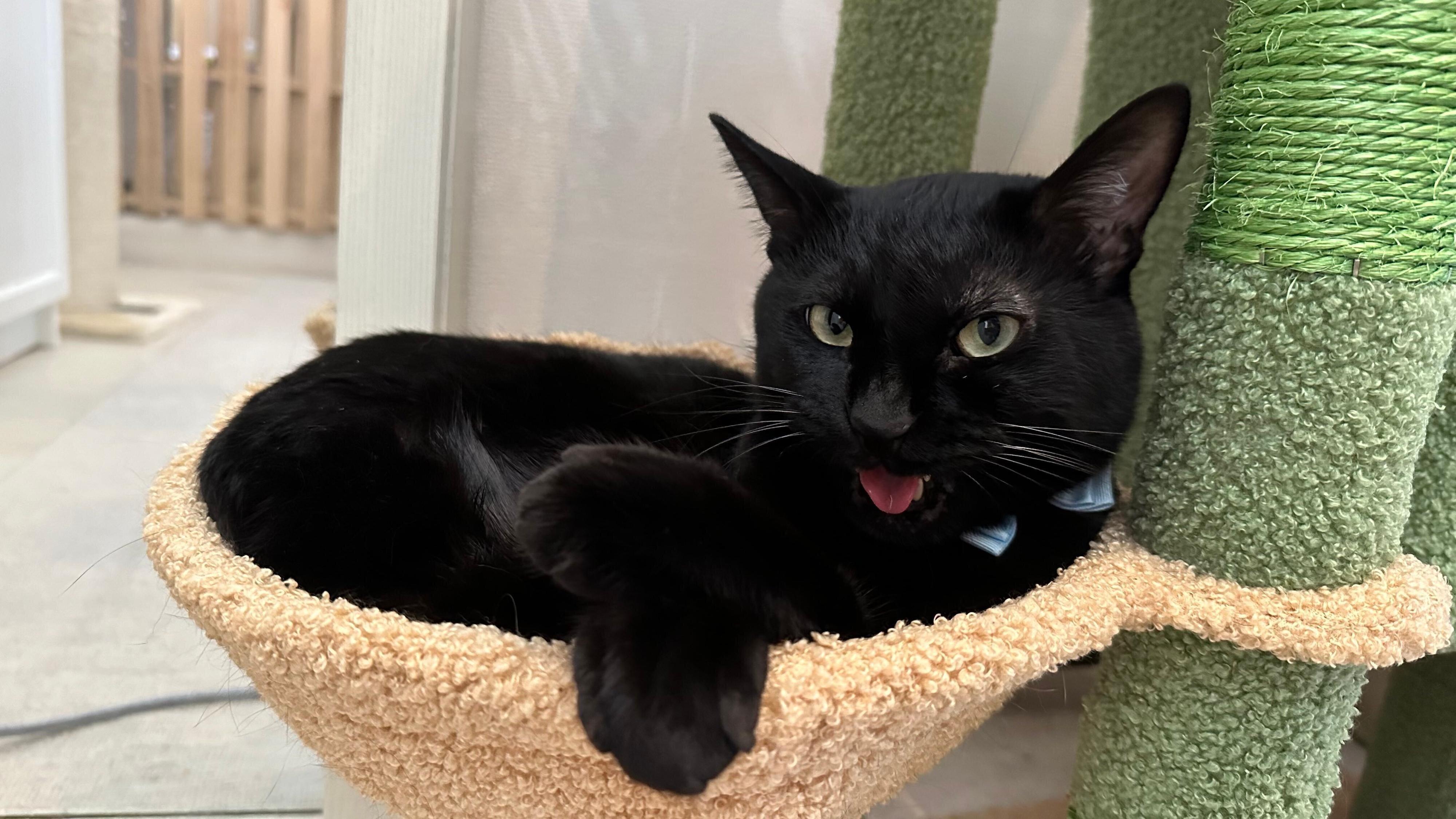 可愛い表情&ポーズをするトニーくん