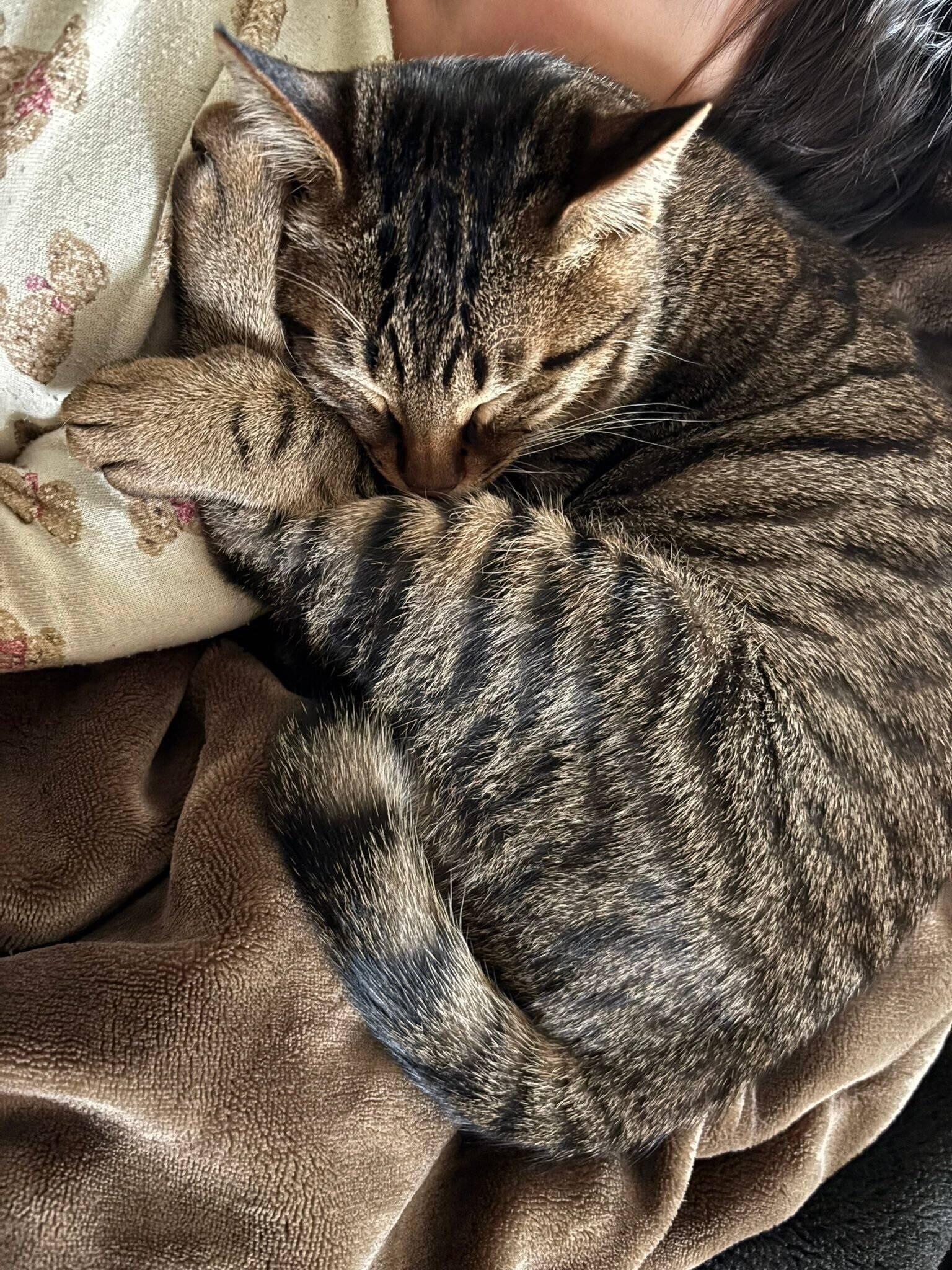 寄り添って眠る猫