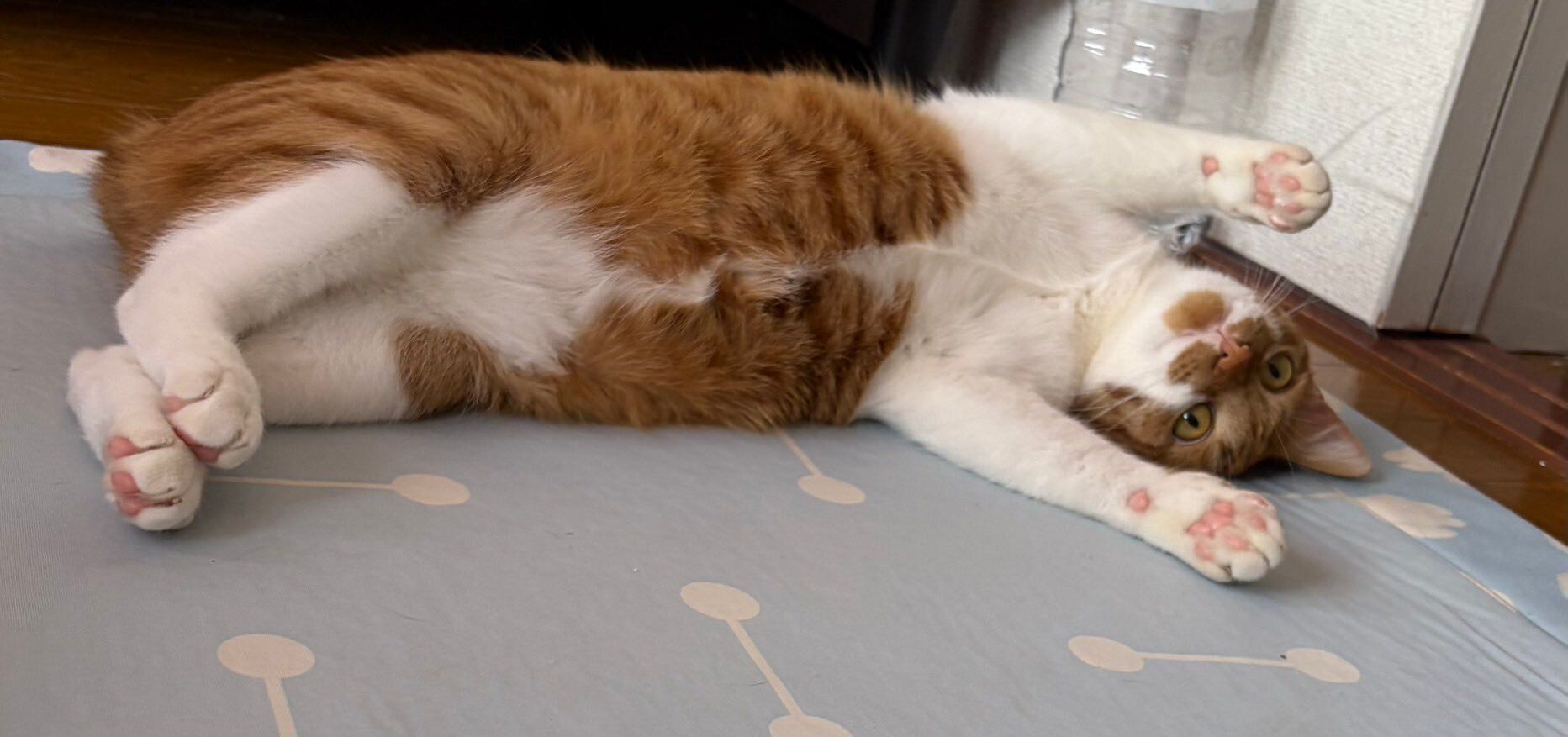 仰向けになって寝転ぶ猫