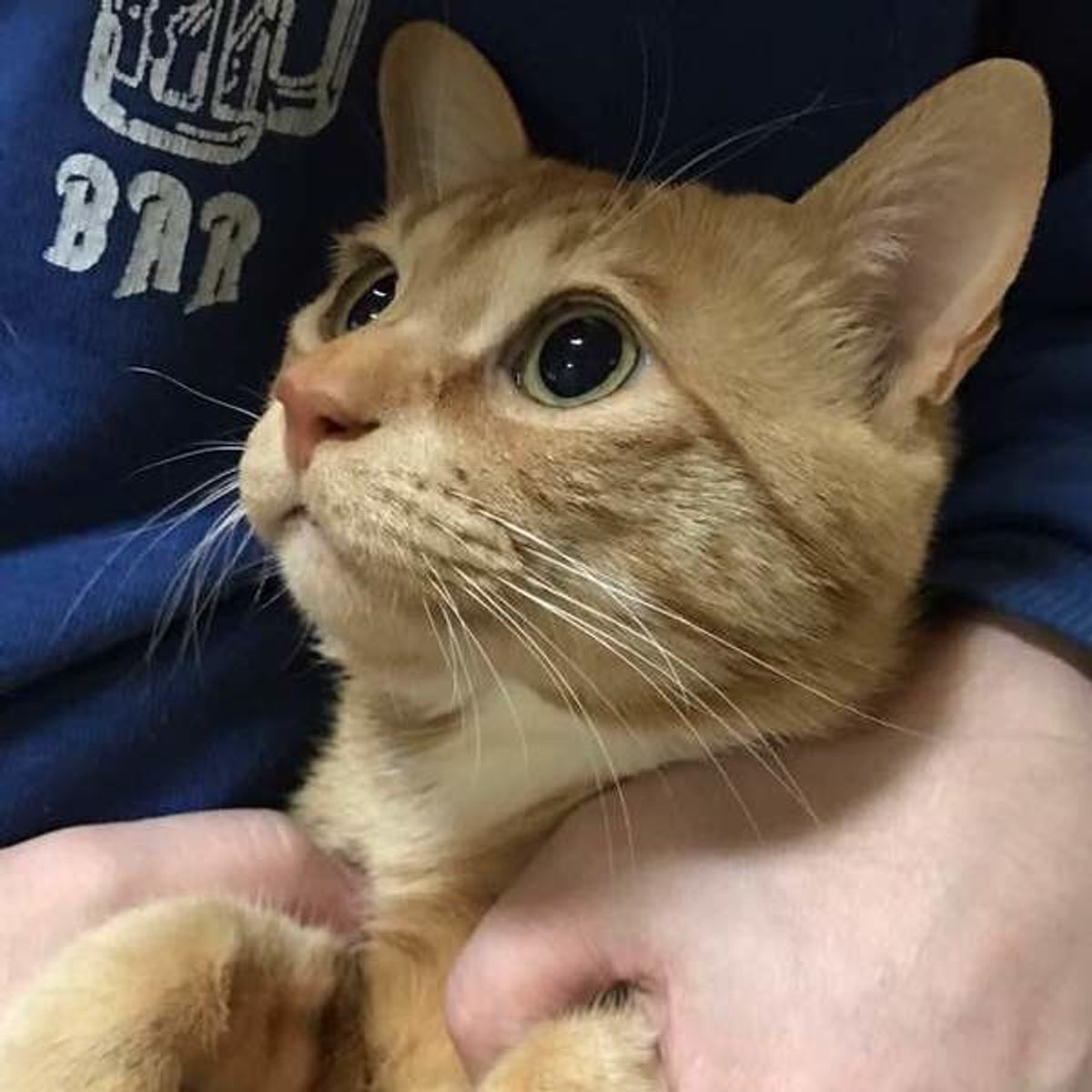 猫の気持ちを理解したい人必見 声の高さで猫の気持ちがわかる ねこのきもちweb Magazine 猫の気持ちを理解したい人必見 声の高さで猫の気持ちがわかる ねこのきもちweb Magazine