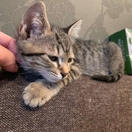 ナデナデされる猫